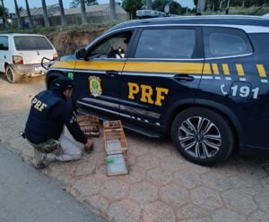 Homem é preso por crime ambiental durante ação da PRF no ES