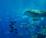 Mudanças climáticas causam perda do hábitat dos grandes peixes