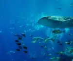 Mudanças climáticas causam perda do hábitat dos grandes peixes