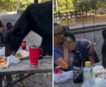 Urso invade piquenique no México e come comida de mãe e filho