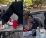 Urso invade piquenique no México e come comida de mãe e filho