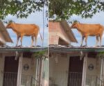 Vaca é resgatada de telhado de casa após passagem de ciclone no RS