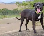 Guaçuí realiza campanha de vacinação antirrábica para cães e gatos neste mês