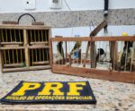 PRF apreende pássaros silvestres transportados de forma ilegal
