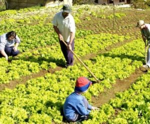 Deputados debatem uso da agricultura familiar na alimentação escolar do ES