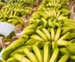 Banana está entre as culturas mais cultivadas no Espírito Santo
