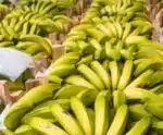 Banana está entre as culturas mais cultivadas no Espírito Santo