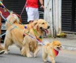 Terceira edição da “Cãominhada” acontece no próximo domingo (17)
