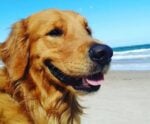 Policial mata cachorro a tiros no Espírito Santo