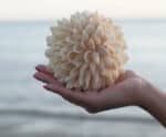 Piúma pode se tornar “Cidade das Conchas”
