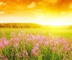 🌻Confira como será o primeiro dia de primavera em todo ES