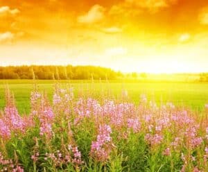 🌻Confira como será o primeiro dia de primavera em todo ES