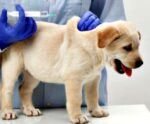 Anchieta realiza campanha de vacinação animal na próxima quinta (7)