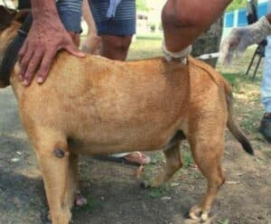 Campanha antirrábica vai vacinar 12 mil animais em Vila Velha neste sábado (23)