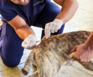 Sábado (30) tem novo Dia D de vacinação antirrábica em Cachoeiro