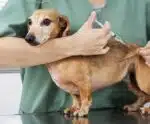 Programa oferece castrações e vacinas para pets em cidade do ES