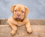 Projeto que queria proibir venda de animais em pet shops é vetado
