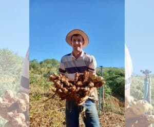 Gengibre capixaba ganha o mundo e alavanca agronegócio no ES