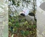 Mulher morre após carro capotar e cair dentro de rio em Mimoso do Sul