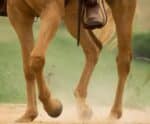Mulher morre após cair de cavalo em cidade do Espírito Santo