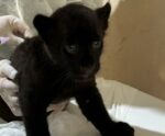 Filhote de onça abocanhado em zoológico no ES ganha nome