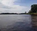 Por que mais de cem botos morreram em água a 40ºC na Amazônia?