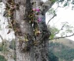 Orquídea em extinção no Espírito Santo é encontrada no Sul do Estado