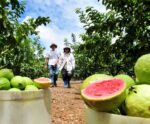 Programa incentiva diversificação da produção rural em Kennedy