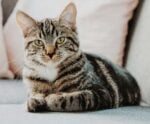 Projeto de lei prevê tratamento gratuito para doença em gatos no ES