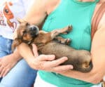 Dia Mundial dos Animais: Vitória terá evento para adoção de cães e gatos