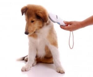 Microchip em cão identifica tutor que abandonou e causou maus-tratos cachorro