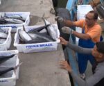 Itapemirim recebe título de capital do atum e do dourado