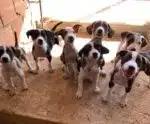 Feira de adoção em Alegre busca novos lares para cães