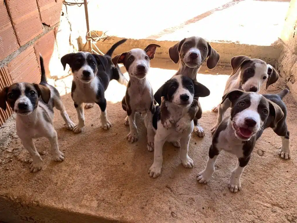 Protetores de animais em Cachoeiro