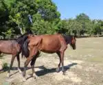 VÍDEO | Cavalos são flagrados correndo em rodovia em Cachoeiro