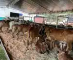 2ª Agroshow Caparaó Capixaba começa nesta terça-feira (21)