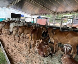 2ª Agroshow Caparaó Capixaba começa nesta terça-feira (21)