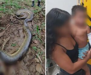 Menino de dois anos é atacado por sucuri de quase 6 metros Menino atacado por sucuri