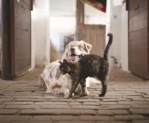 Conheça os gatos da vida real nos bastidores do jogo Stray