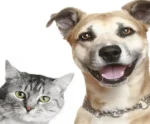 Pet Feliz: programa abre cadastro neste sábado (18) para castração de animais