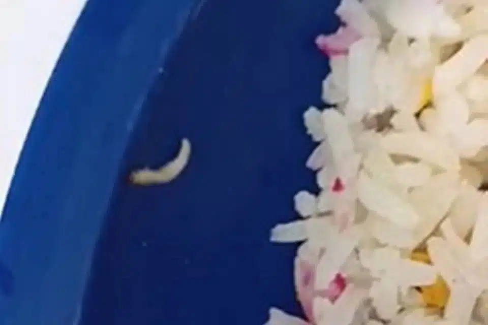 larva em merenda escolar