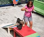 Pet Park: cãezinhos ganharão espaços reformados para diversão no ES