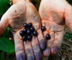 Projeto oficializa rota do “açaí capixaba” no Sul do Espírito Santo