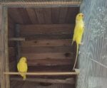 Aves silvestres e exóticas são apreendidas em ações no Caparaó