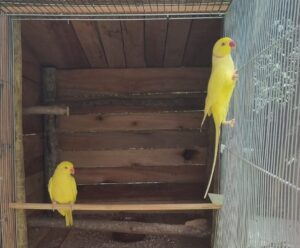 Aves silvestres e exóticas são apreendidas em ações no Caparaó Aves exóticas