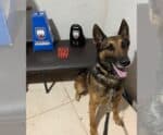 Drogas são apreendidas com ajuda do cão da PM em bairros do ES