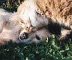 Tem pets em casa? Veja os cuidados básicos que ajudam a amenizar o calor