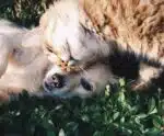 Tem pets em casa? Veja os cuidados básicos que ajudam a amenizar o calor