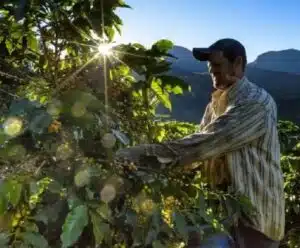 Produtores querem aumentar produção de cafés com origem controlada
