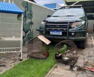 Aves silvestres em cativeiro são apreendidas pela PM no Caparaó